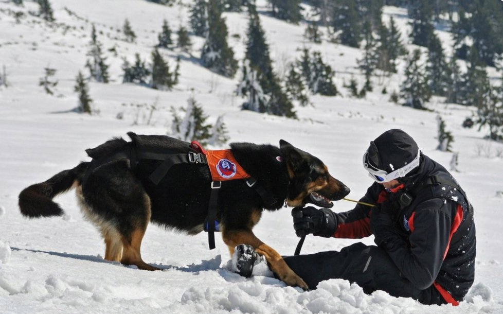 Psi horské služby musí splňovat mnoho předpokladů. Foto z lavinového cvičení záchranářů