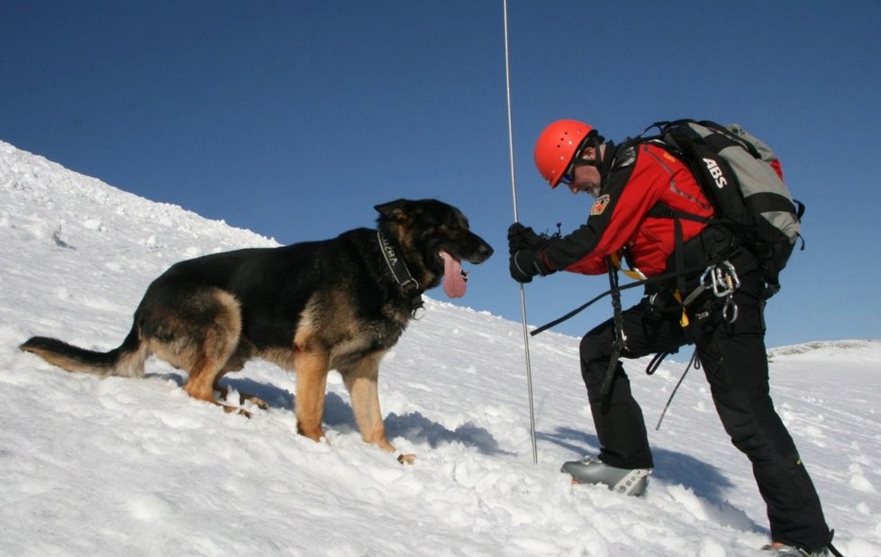 Psi horské služby musí splňovat mnoho předpokladů. Foto z lavinového cvičení záchranářů