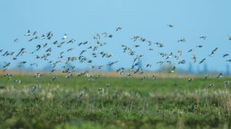 Ptačí jaro v Hortobágy: Ornitologický výlet do největšího a nejstaršího národního parku v Maďarsku