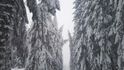 Nebezpečná krása. Šumavské stromy jsou obalené těžkým sněhem.