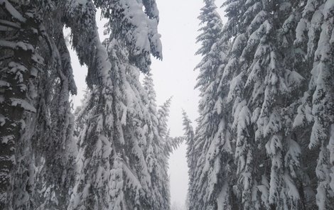 Šumavské stromy jsou obalené těžkým sněhem.