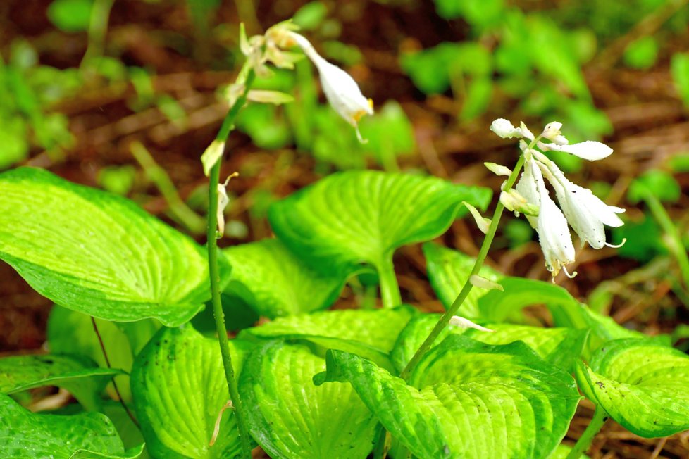 Hosta