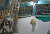 „Utrpení zvířat.“ Číňané pobouřili hotelem, kde hosté z pokojů sledují lední medvědy