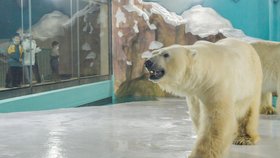 Čína otevřela hotel, kde hosté mohou pozorovat lední medvědy. Okamžitě sklidila kritiku.