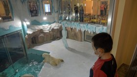 Čína otevřela hotel, kde hosté mohou pozorovat lední medvědy. Okamžitě sklidila kritiku.