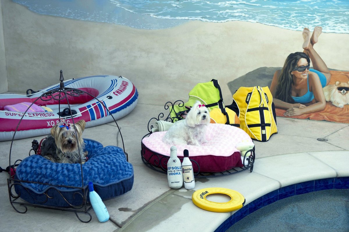Co by to bylo za hotel bez bazénu? K dispozici mají zákazníci i plovací vesty. Asi majitelům nikdo neřekl, že psi jaksi umějí plavat od přírody. I když hafani kalifornské smetánky už to možná dávno zapomněli.