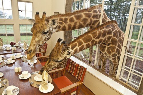 Žirafí hotel