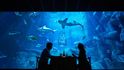 Apartmá v pařížském akváriu poskytne unikátní zážitek - strávit noc se třicítkou žraloků