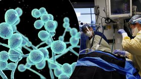 V nemocnicích se šíří smrtící houba. Epidemiolog Maďar zmínil „noční můru“ pro Česko