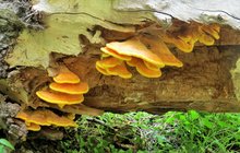 Na kmenech stromů rostou lahodné žluté houby: Nejlepší sírovec najdete na vrbě!