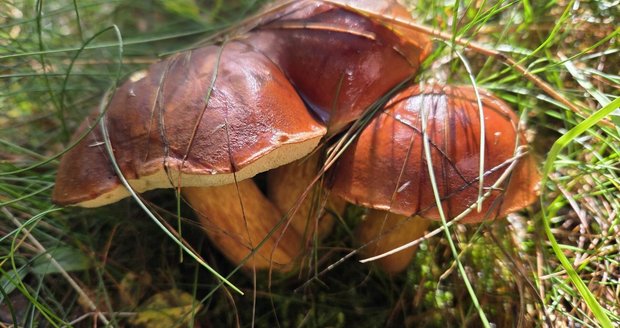 Houbaři pozor, hřibům mrazy nesvědčí: Smaženice z přemrzlých vás otráví