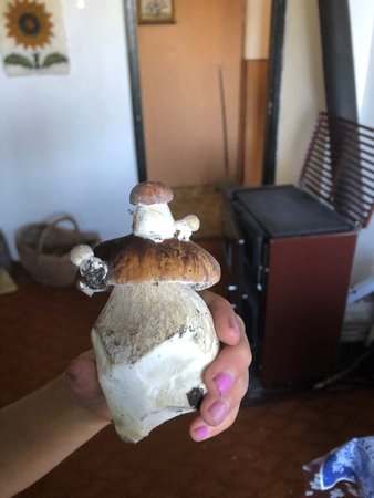 Detail houby jako z pohádky, kterou našla školačka Markétka.
