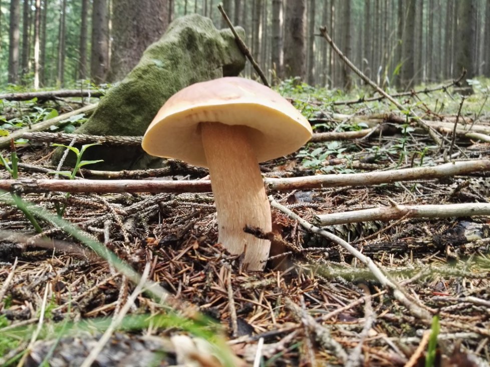 Na hřibovité i další houby se mohou těšit houbaři. Po ochlazení porostou hlavně tam, kde dostatečně prší.