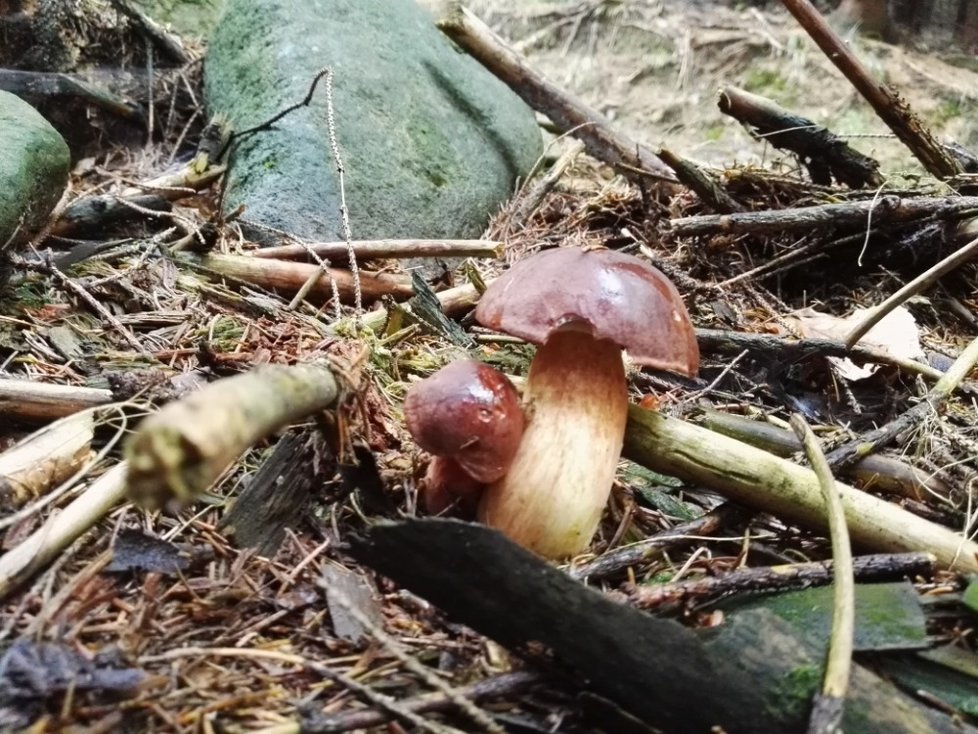 Na hřibovité i další houby se mohou těšit houbaři. Po ochlazení porostou hlavně tam, kde dostatečně prší.