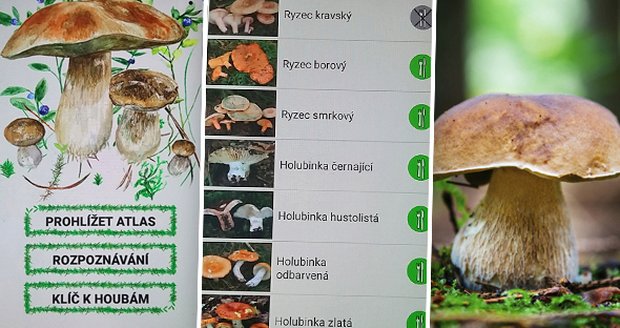 Rozeznávat houby pomocí aplikace v mobilu? Můžete se otrávit, varuje mykolog