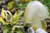 Nejjedovatější houba světa roste i v Česku: Jak ji poznat a nepřipravit si smrtící koktejl