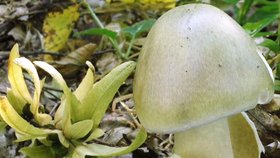 Nejjedovatější houba na světě