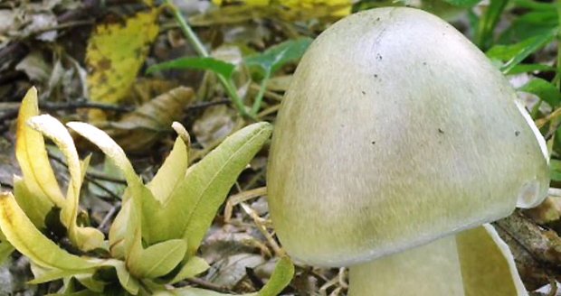 Nejjedovatější houba na světě