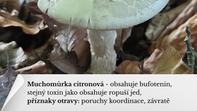 Muchomůrka citronová