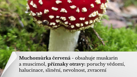 Muchomůrka červená
