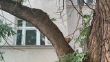 Nebezpečí na Žižkově: Strom, pod kterým každý den proudí chodci, napadla houba. Co s ním bude?