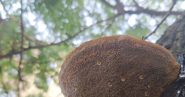 Zákeřná houba škodí stromu