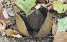 Mykologové s vodou v lese: Boj o záchranu vzácné houby!