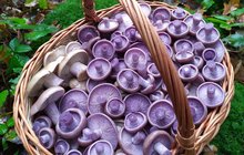 Fialová krása: Rostou pohádkové houby
