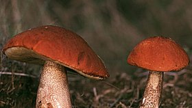 Křemenáč - Jedním ze třech nyní nejvíce vyskytujících hub je křemenáč, který se nejčastěji vyskytuje v lesnatých oblastech Evropy a severní Ameriky. POZOR ale! Sice se obecně předpokládá, že jsou z větší části jedlé, existují ale i zprávy o otravě po požití dosud neidentifikované houby z rodu křemenáčů v severní Americe.
