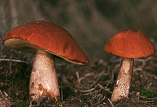 Křemenáč - Jedním ze třech nyní nejvíce vyskytujících hub je křemenáč, který se nejčastěji vyskytuje v lesnatých oblastech Evropy a severní Ameriky. POZOR ale! Sice se obecně předpokládá, že jsou z větší části jedlé, existují ale i zprávy o otravě po požití dosud neidentifikované houby z rodu křemenáčů v severní Americe.