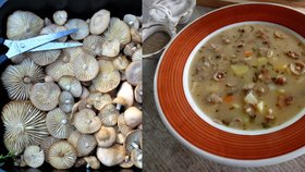 Mykolog Dalibor Marounek poradil recept na polévku ze špiček.