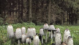 Jako první se objeví houby na loukách, třeba hnojníky