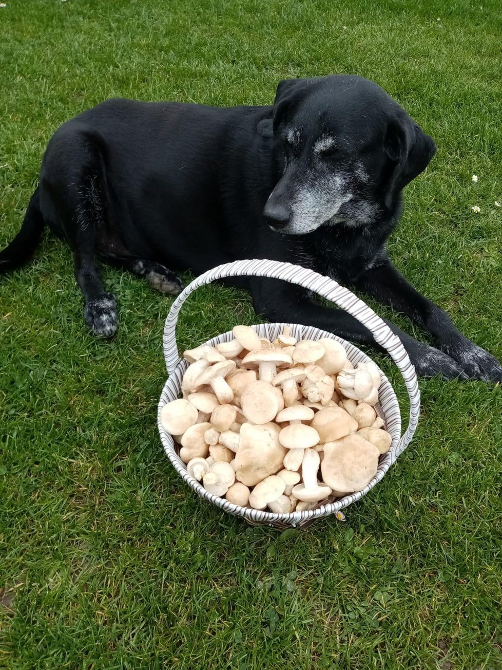 Pan Jiří, který  houbaří se svým  psem Lumpem,  našel májovek plný  koš.