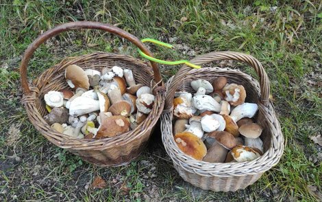 Okolo 15 kilogramů hub si odnesl z lesů v okolí Nymburka Luboš Turek.