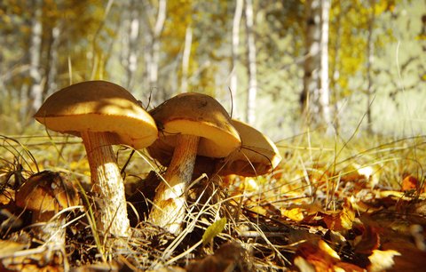 Chystáte se do lesa? Pozor na houby přešlé mrazem!