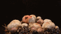 Víte, jak rychle rostu houby?