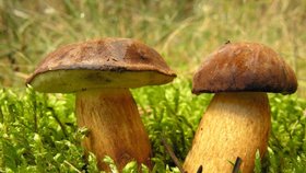 Také jste slyšeli o tom, že když se na houbu podíváte, přestane růst?