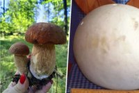 Houbaři, pozor na velké houby: Hromadí se v nich těžké kovy!