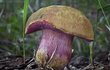 Hřib rubínový - Rubinoboletus rubinus