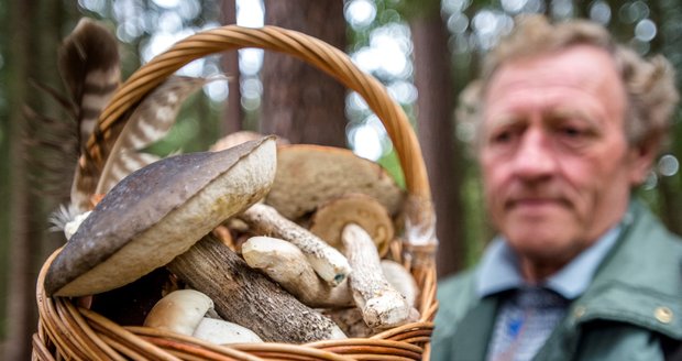 Deštivé počasí přeje houbařům. Mykologové radí, kam na ně vyrazit