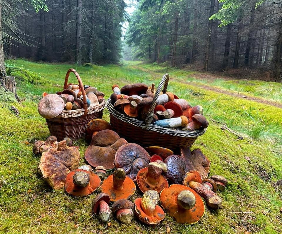 Zkušení houbaři Jiří Dubec a Dominik Mašek vyrazili do lesů na Benešovsku na první letošní křemenáče a kováře.