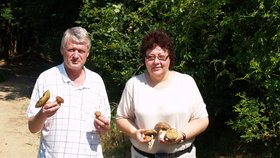 Houbařský duel Blesk.cz versus "profík" skončil plichtou