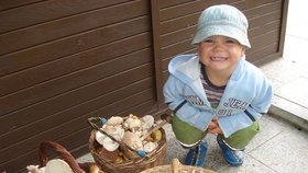 Houbařské žně: Morava je zaplavena hřiby! A co Čechy?