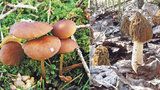 Začíná houbařská sezona: Co všechno se už dá v lese najít?