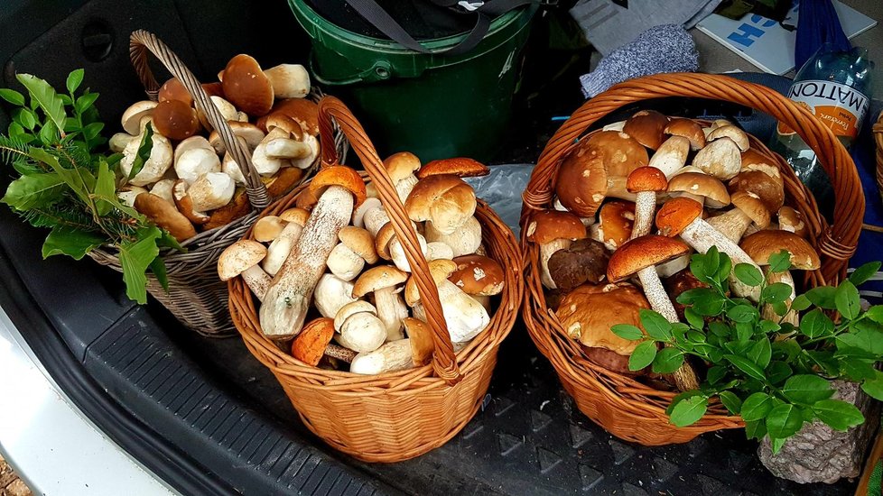 Radkovi Toušovi z Kladna při houbaření nestačí košíky. Houbami dělá radost svým blízkým.