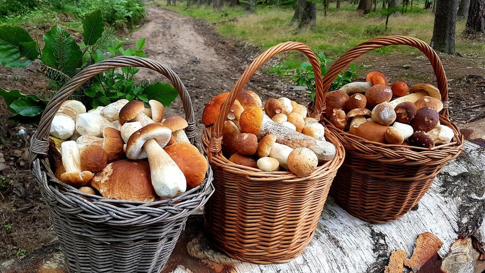 Radkovi Toušovi z Kladna při houbaření nestačí košíky.