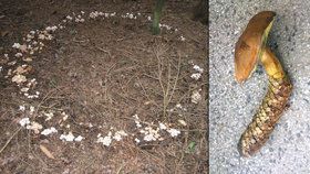 Kuriozity z českých lesů! 869 hub v rekordním kruhu a houba vylézající ze šišky