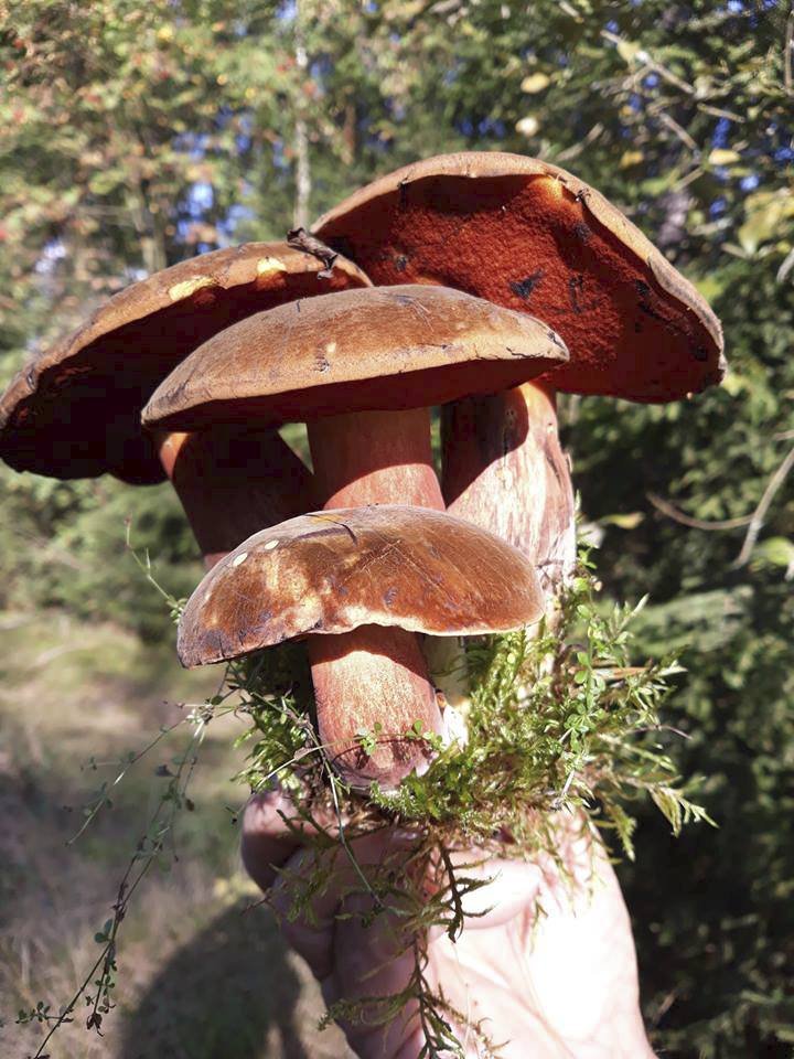 Takové krásné houbové sousoší čtyř hřibů kovářů našla v lese Danuše Netušilová ze Sokolovska.