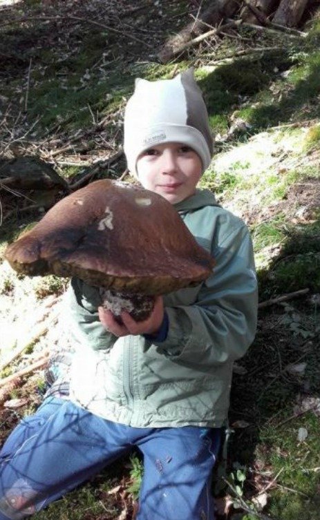 Parádní úlovek se podařil malému Davidu Palečkovi (5) ve Slavkovském lese. Našel hřib, který vážil 1,2 kg a šířka klobouku byla 35 cm.