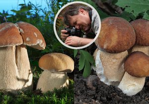 Jaroslav Malý houby také fotí. Hřiby dubové v jeho podání vypadají jako z pohádky.